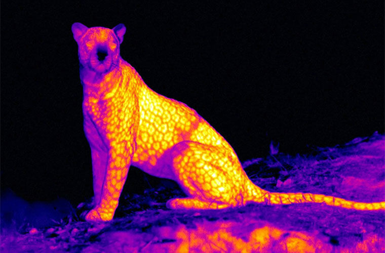 野外狩猎热成像仪价格解析从入门到旗舰购前必读