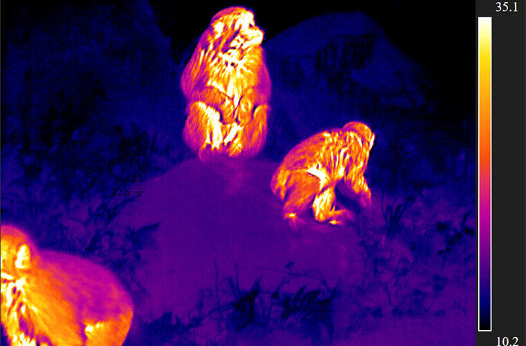 野外热成像仪器价格解析：究竟需要多少钱？