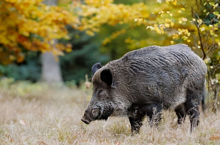 黑夜之眼：手持热成像仪如何帮你在500米外精准锁定野猪？