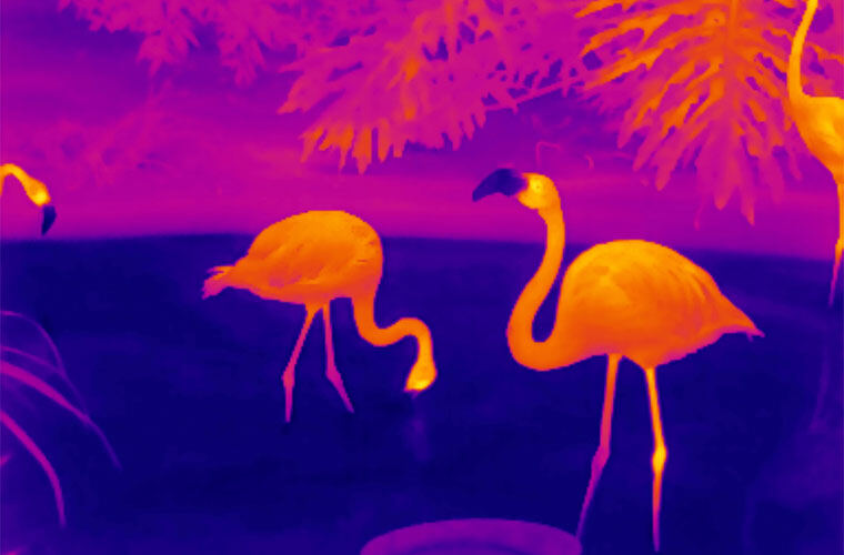 热成像仪如何精准判断猎物静止状态：揭开自然界的热力图谱