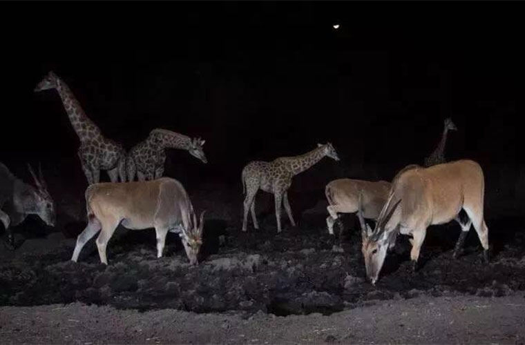 夜观动物总扑空？不是眼神差，是你没搞懂热成像和夜视仪的区别