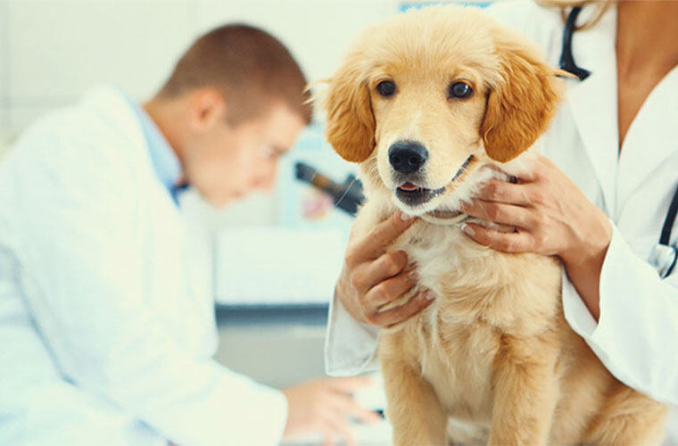 红外热像仪在动物医疗方面的应用