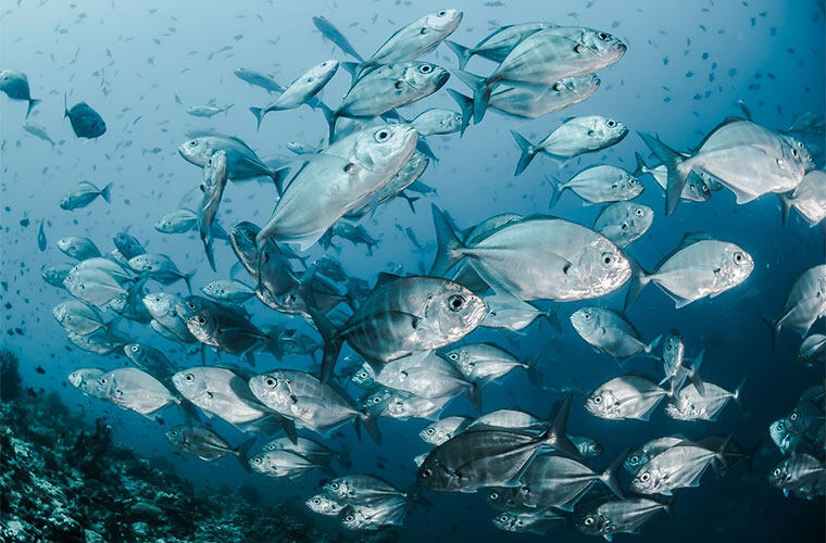 海洋生物研究的夜間眼睛——夜視儀